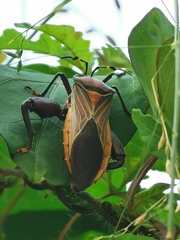 Pachylis nervosus