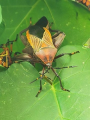 Pachylis nervosus