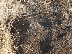 Thomomys talpoides