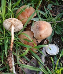 Marasmius collinus