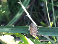 Diceraeus