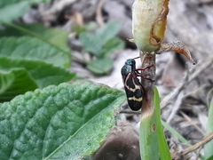 Deois flexuosa