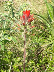 Castilleja arvensis pastorei
