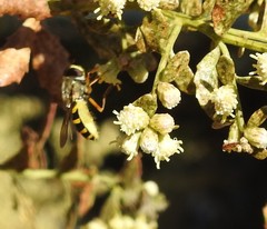 Syrphus ribesii