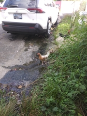 Gallus gallus domesticus
