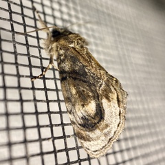 Zalissa catocalina