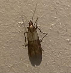 Plodia interpunctella