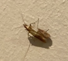 Plodia interpunctella