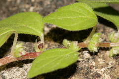 Parietaria lusitanica
