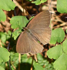 Paryphthimoides poltys