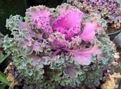 Brassica oleracea acephala