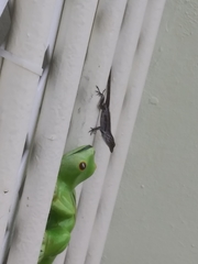 Anolis