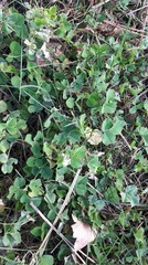 Trifolium repens