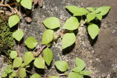 Parietaria lusitanica