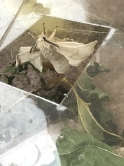 Bombyx