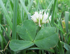 Trifolium repens