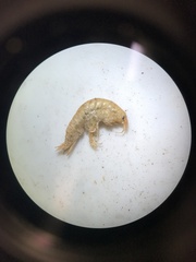 Gammarus pseudolimnaeus
