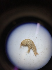 Gammarus pseudolimnaeus