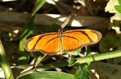 Eueides aliphera aliphera