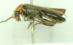 Cyrtomoptera divisa