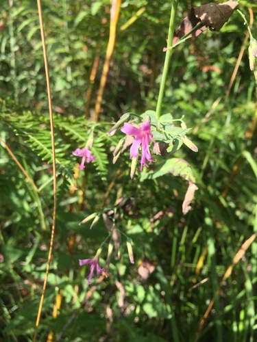 srnovník purpurový (Prenanthes purpurea)