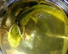 Ambystoma velasci