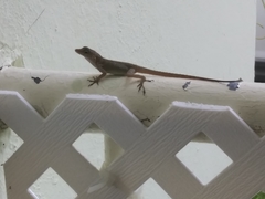 Anolis