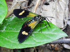 Belemniastis whiteleyi