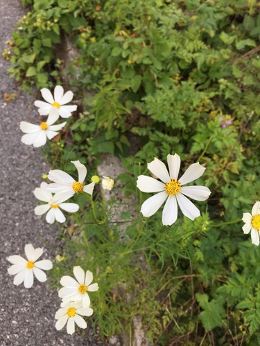 Uresnica (Cosmos bipinnatus)