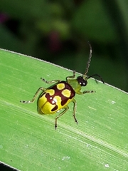 Diabrotica sinuata