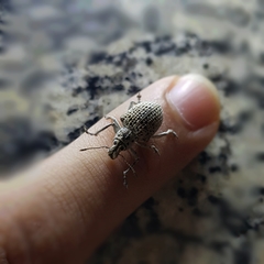 Cydianerus latruncularius