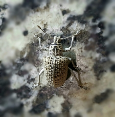 Cydianerus latruncularius