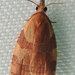 Oak Cenopis - Photo (c) Anita Gould, some rights reserved (CC BY-NC), uploaded by Anita Gould