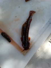 Trichomycterus areolatus