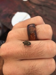 Holcostethus sphacelatus