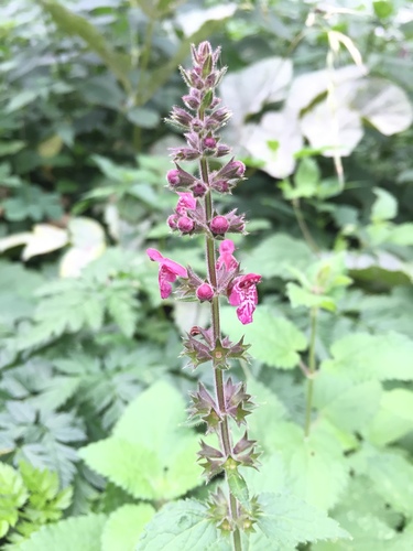 čistec lesný (Stachys sylvatica)