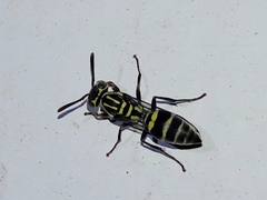 Protopolybia exigua