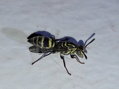 Protopolybia exigua