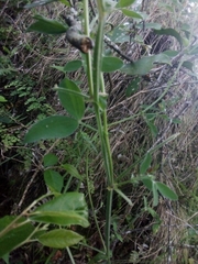 Lathyrus pubescens
