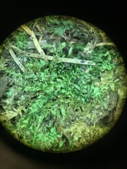 Plagiothecium denticulatum