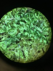 Plagiothecium denticulatum