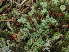 Cladonia cylindrica