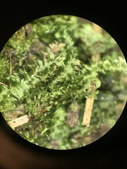 Plagiothecium denticulatum