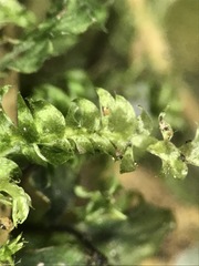 Plagiothecium denticulatum