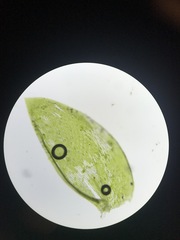 Plagiothecium denticulatum