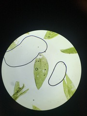 Plagiothecium denticulatum