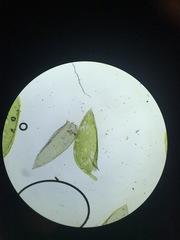 Plagiothecium denticulatum