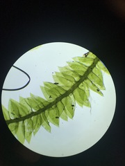 Plagiothecium denticulatum