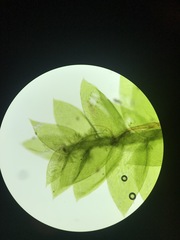 Plagiothecium denticulatum