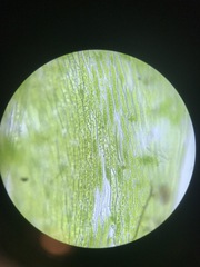 Plagiothecium denticulatum